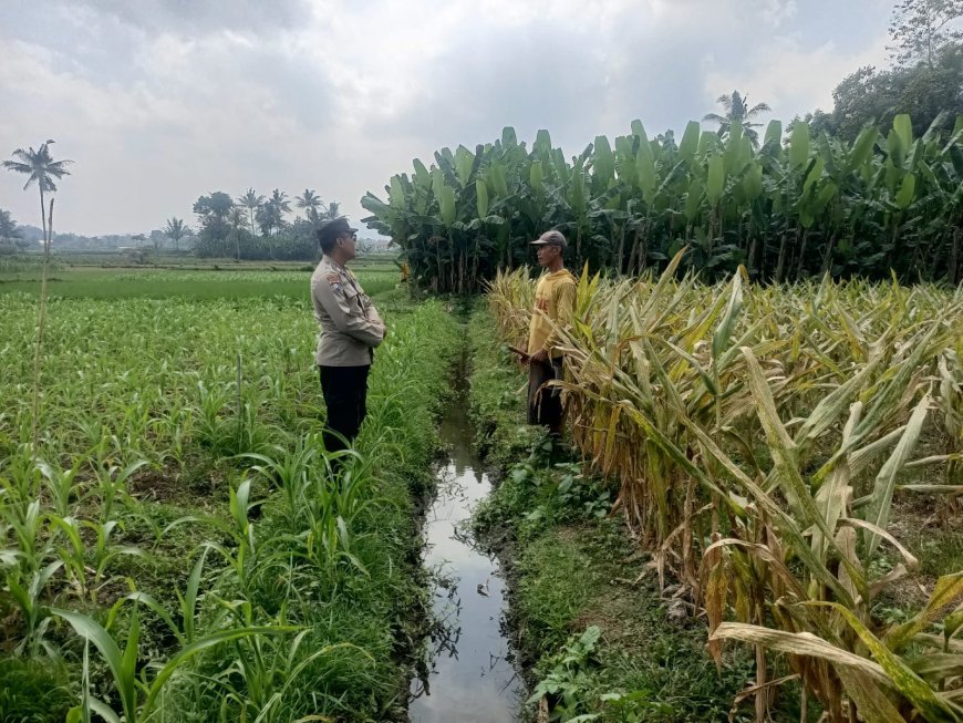 Dari Lahan hingga Hasil Panen, Polres Malang Dukung Ketahanan Pangan Nasional